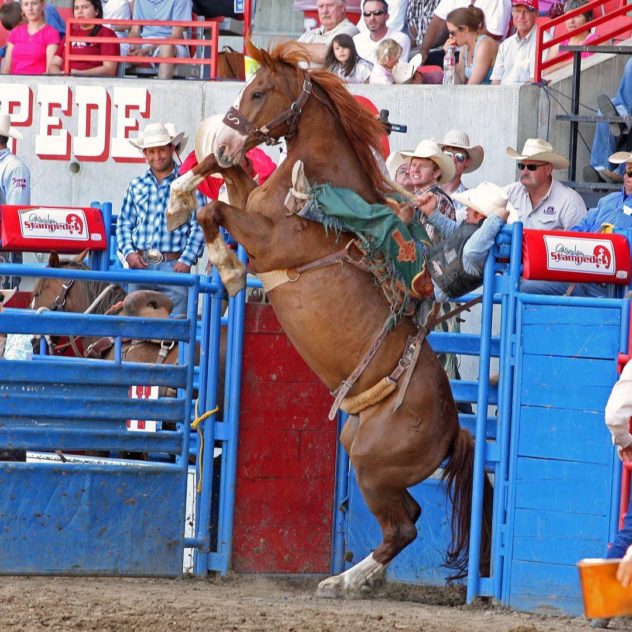 image of a bucking bronco with a cowboy at the Greeley Stampede