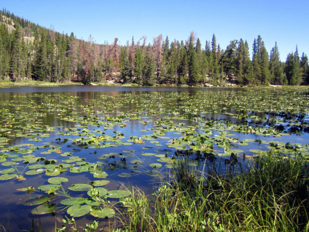 image of lily pads at Rocky Mountain National Park Lake