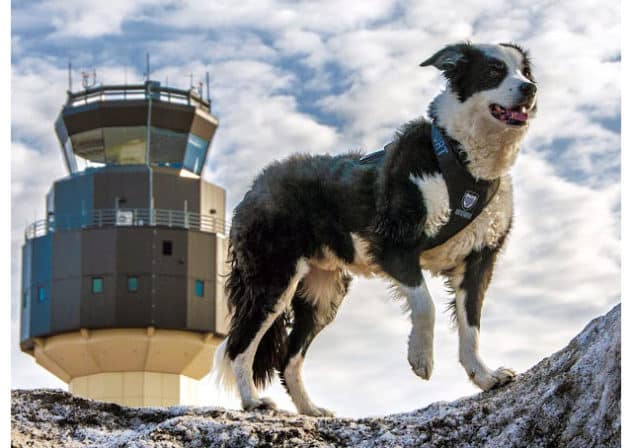 Photo of Piper cherry capital airport operations border collie dog in front of air traffic control tower.