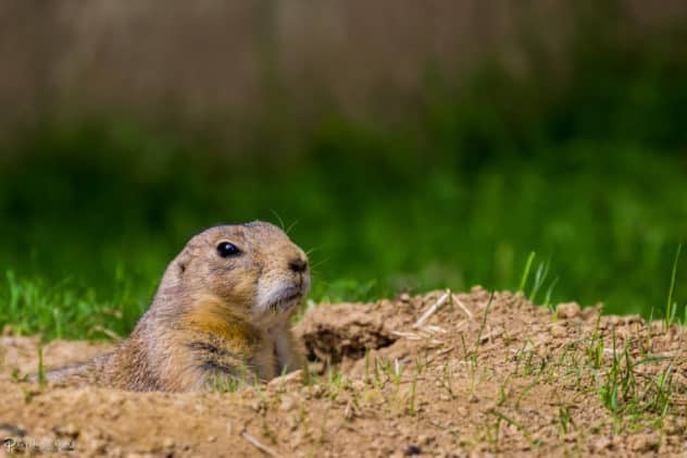 image of groundhog peeking out of a hole